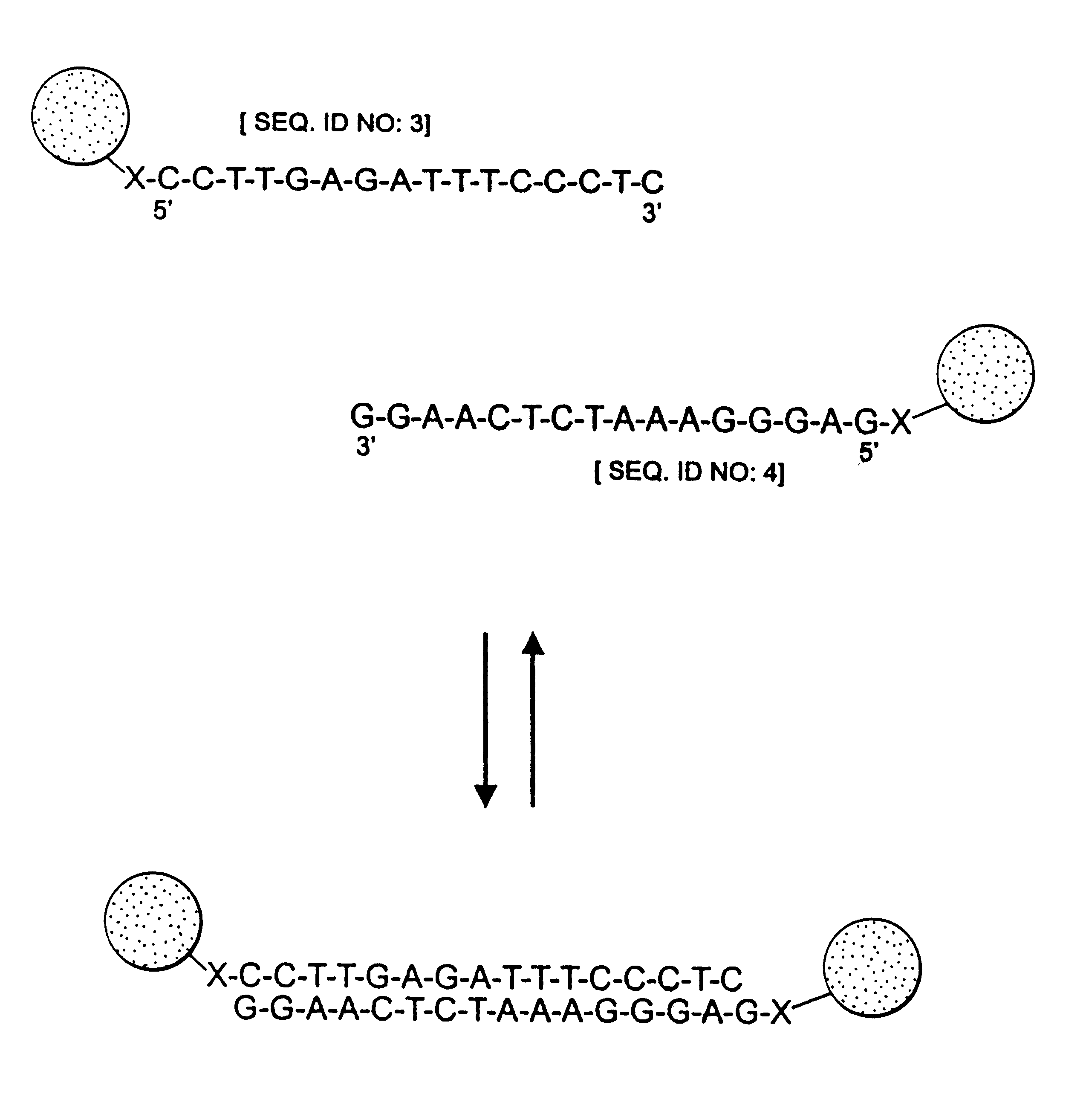 Nanoparticles having oligonucleotides attached thereto and uses therefor