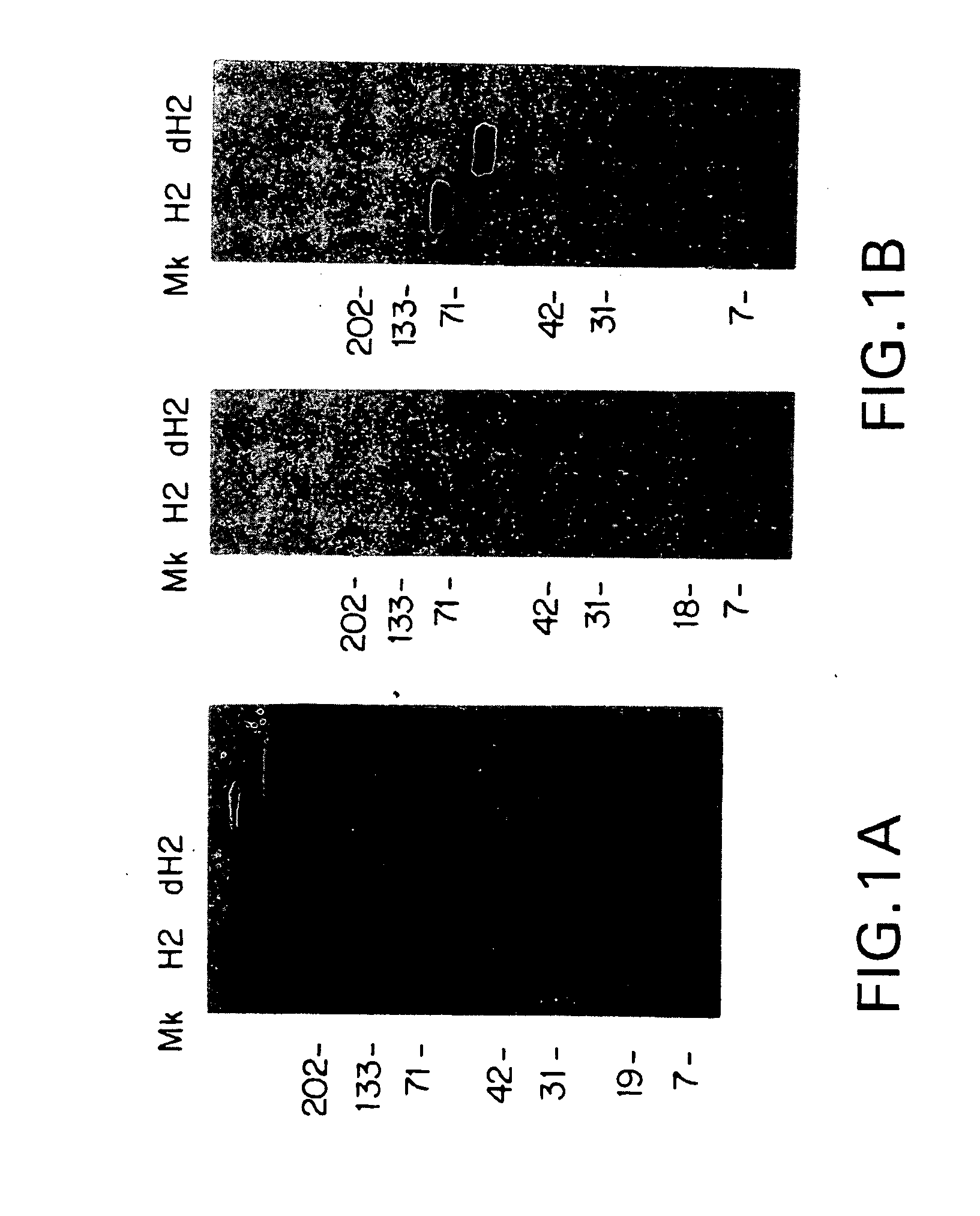 Antibody-induced apoptosis