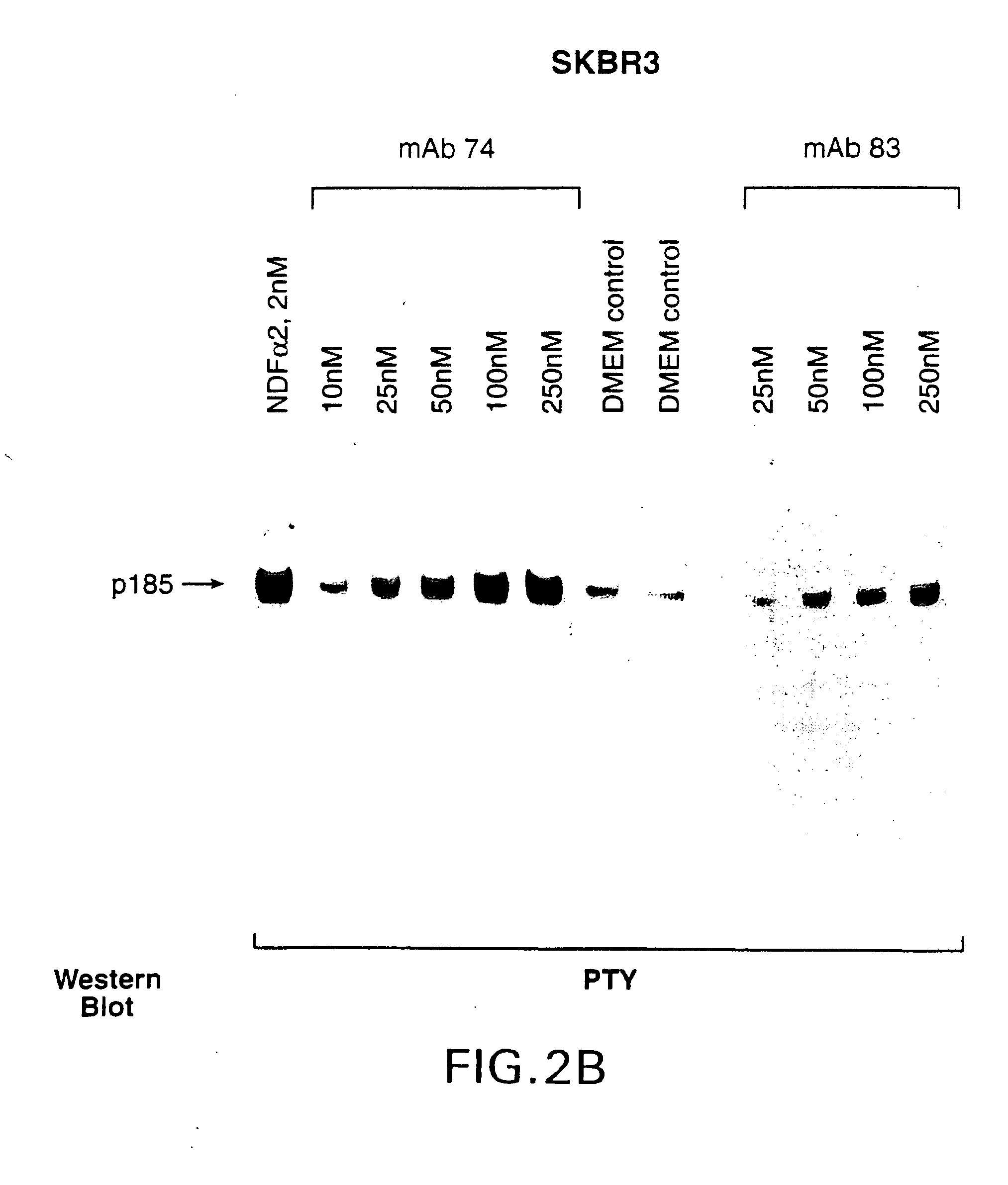 Antibody-induced apoptosis