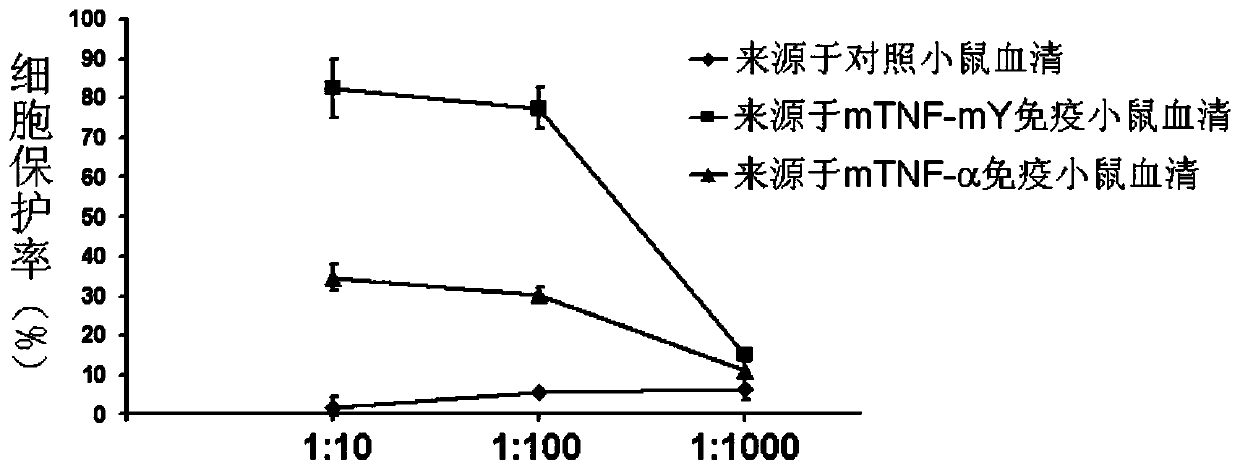 Protein vaccine against tumor necrosis factor alpha and use thereof