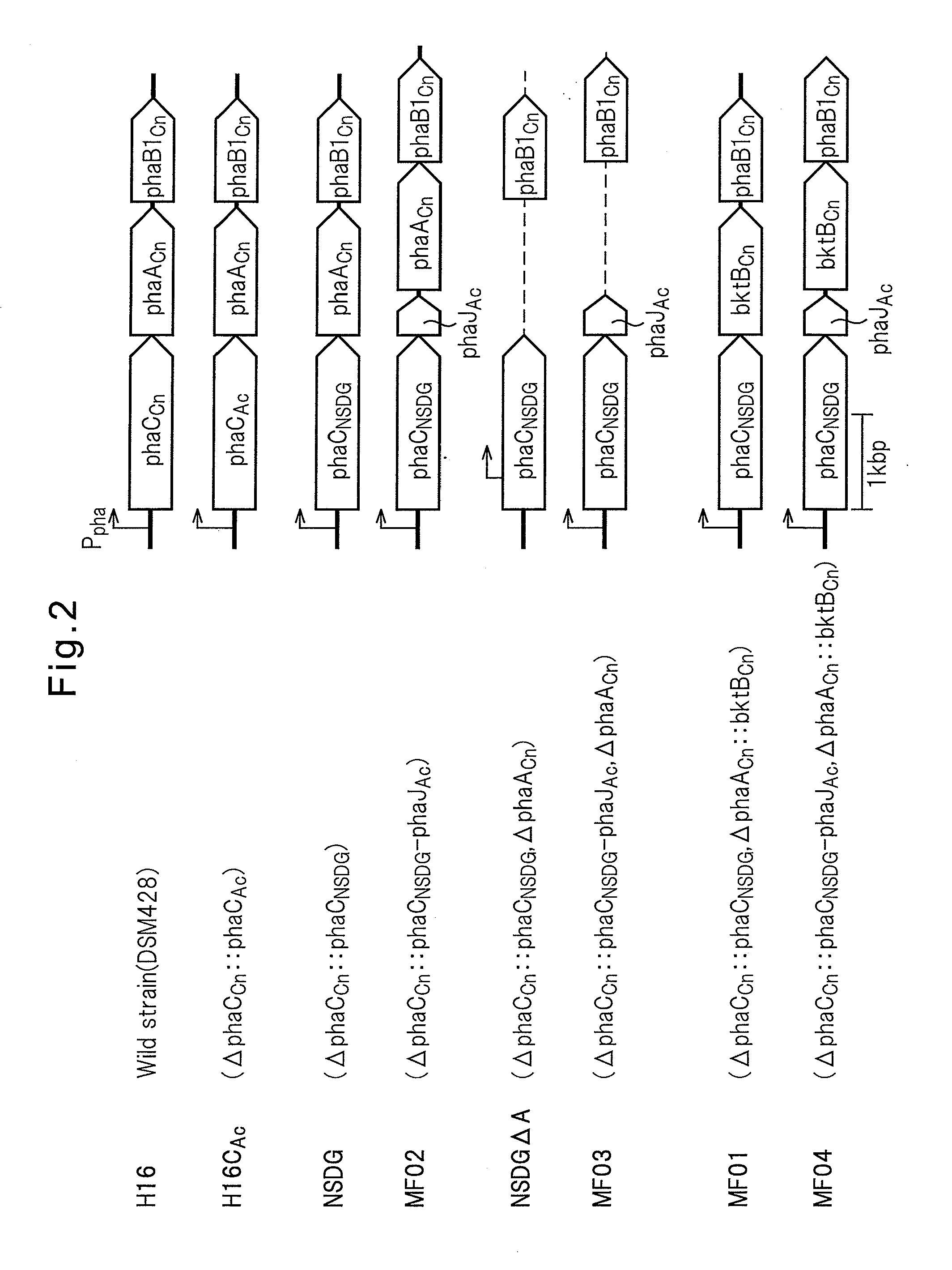 PROCESS FOR PRODUCTION OF POLYHYDROXYALKANOIC ACID USING GENETICALLY MODIFIED MICROORGANISM HAVING ENOYL-CoA HYDRATASE GENE INTRODUCED THEREIN