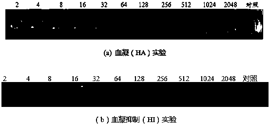 Chicken Newcastle Disease Vaccine Virus Strain rclone30‑chil15 and Its Application