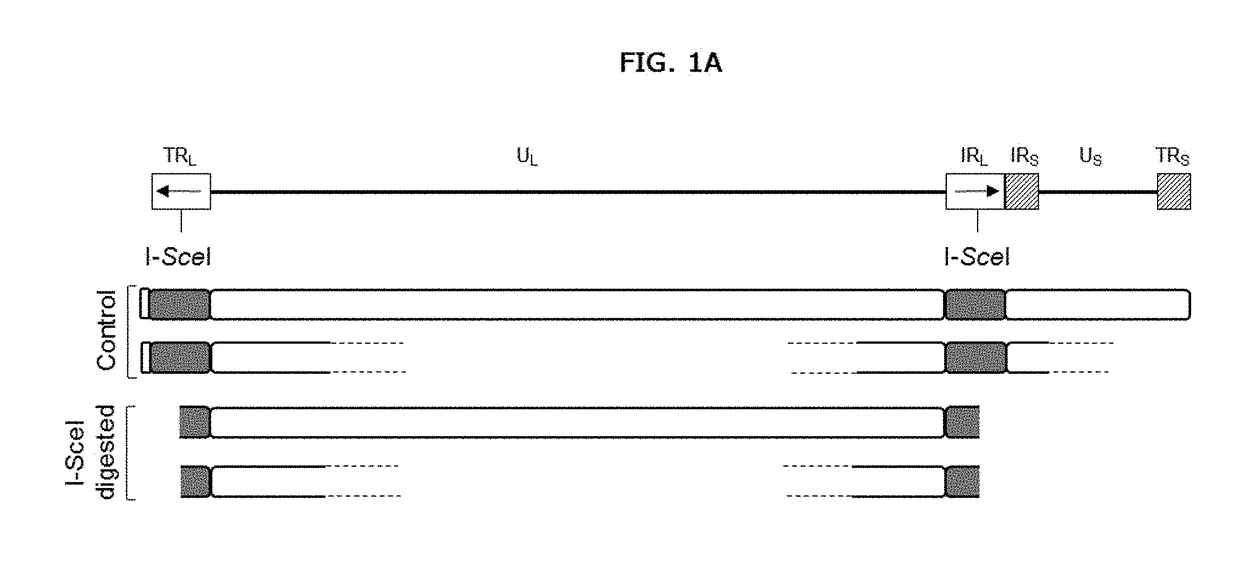 Method for the monitoring of modified nucleases induced-gene editing events by molecular combing