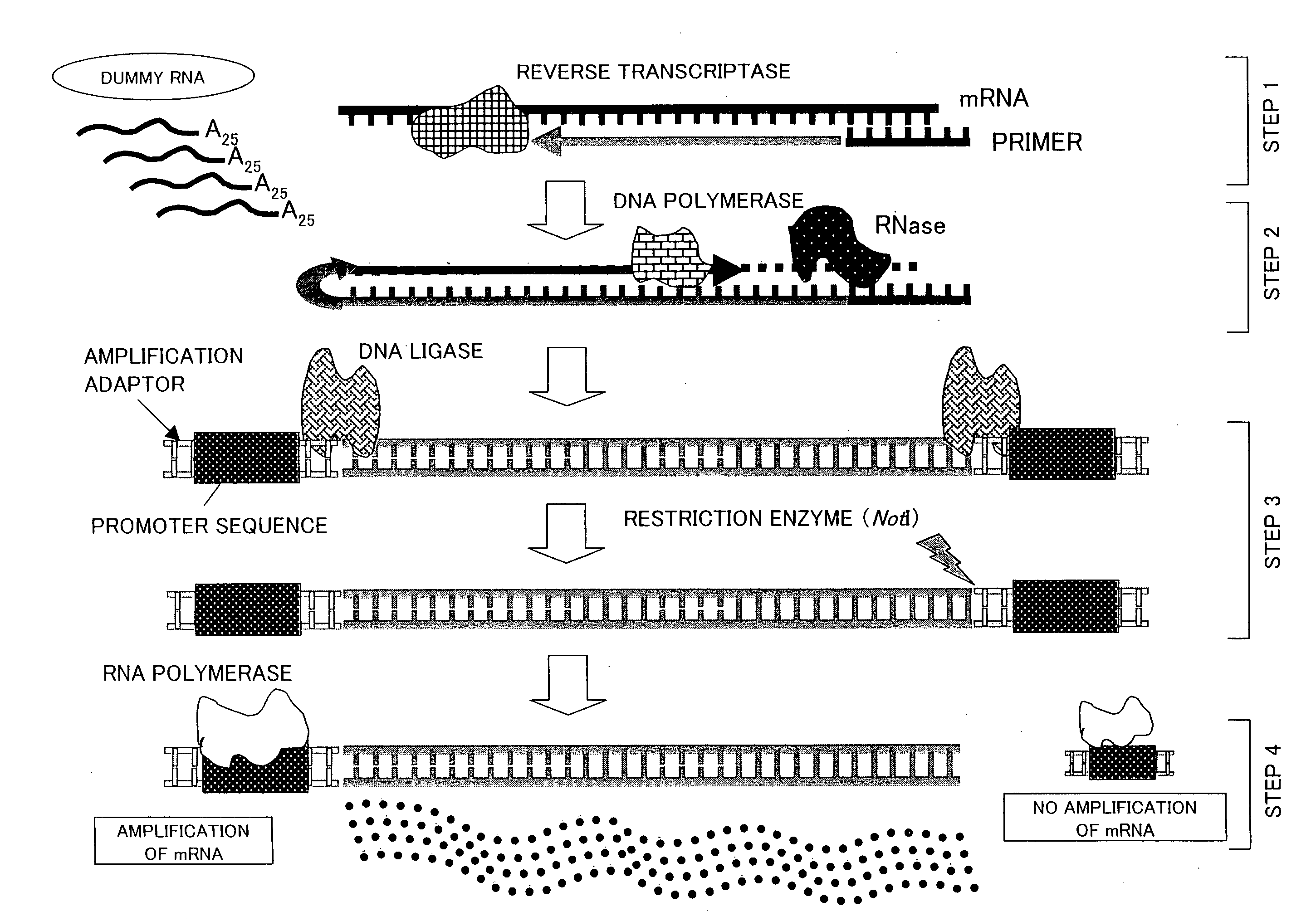 TRACE mRNA AMPLIFICATION METHOD AND USE THEREOF