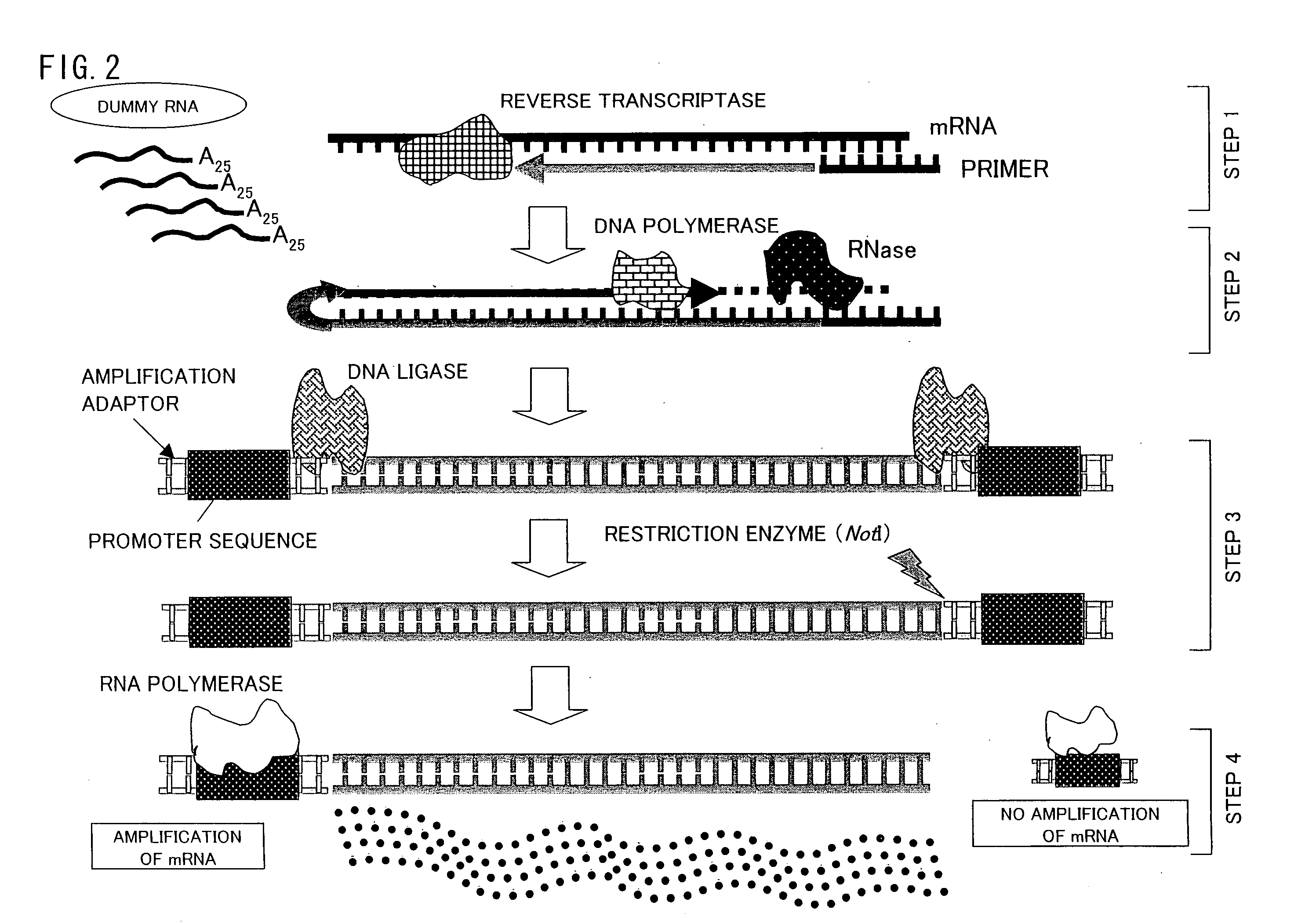 TRACE mRNA AMPLIFICATION METHOD AND USE THEREOF