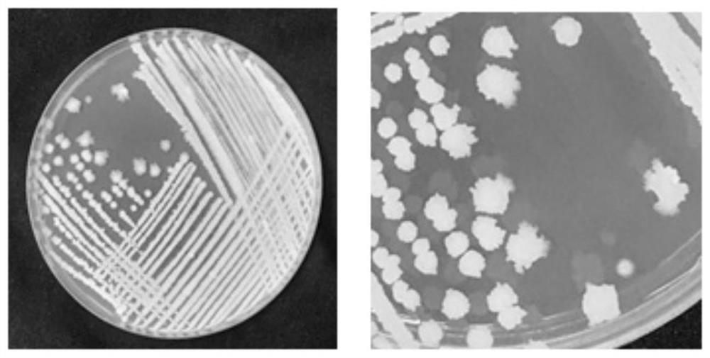 A strain of Bacillus amyloliquefaciens and its application in the control of celery soft rot