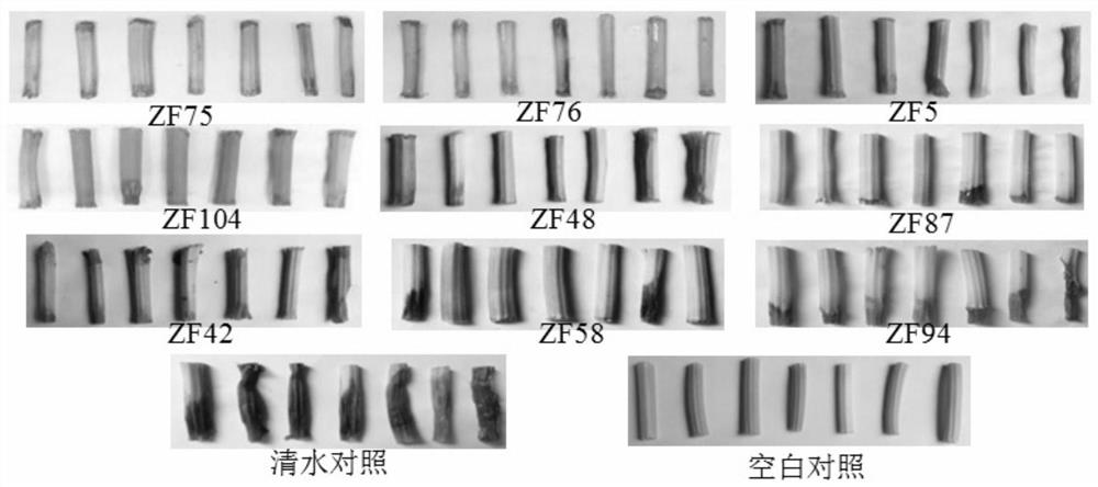 A strain of Bacillus amyloliquefaciens and its application in the control of celery soft rot