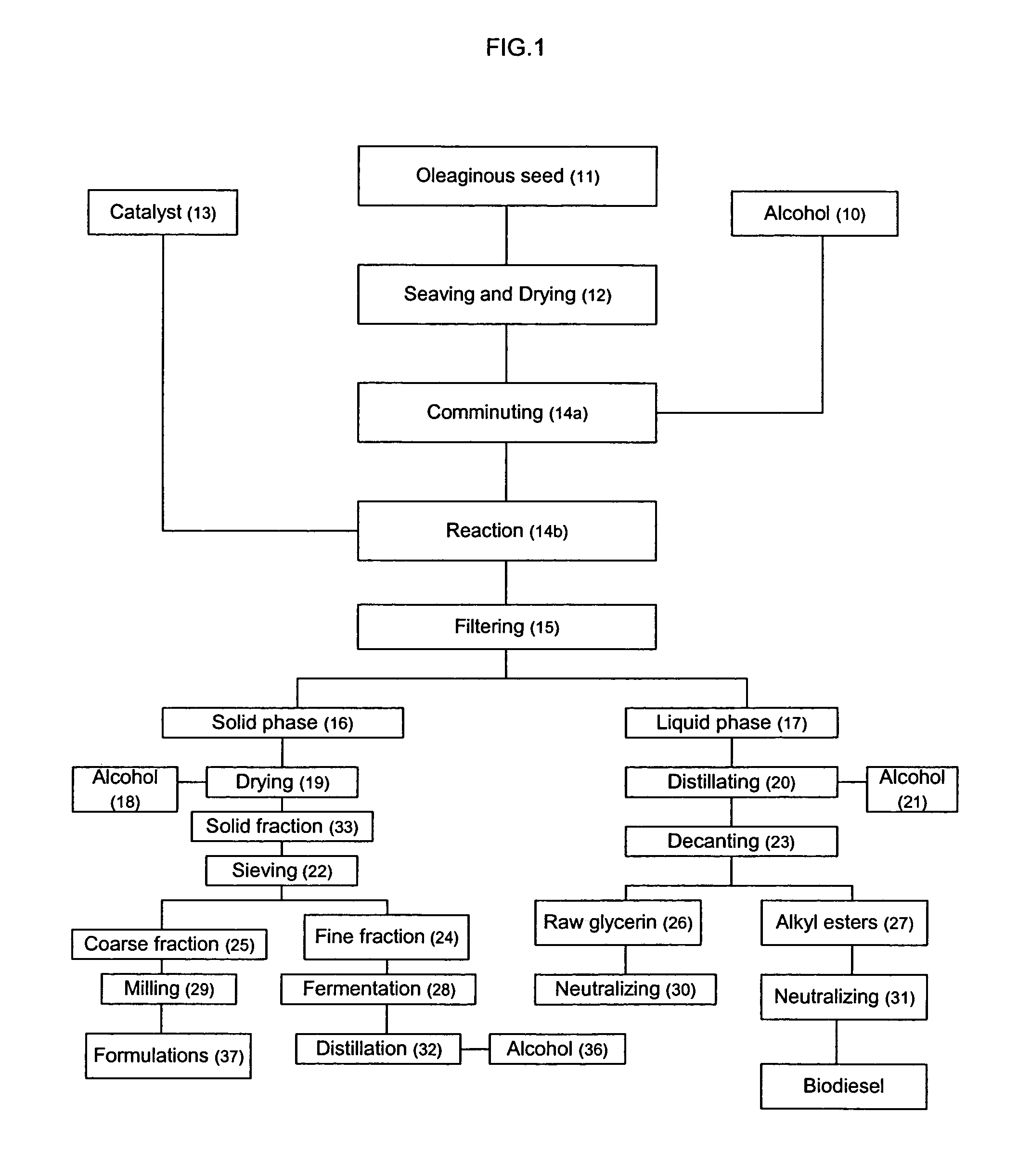 Process for producing biodiesel fuel using triglyceride-rich oleagineous seed directly in a transesterification reaction in the presence of an alkaline alkoxide catalyst