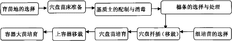 Method for culturing large eucalyptus seedlings