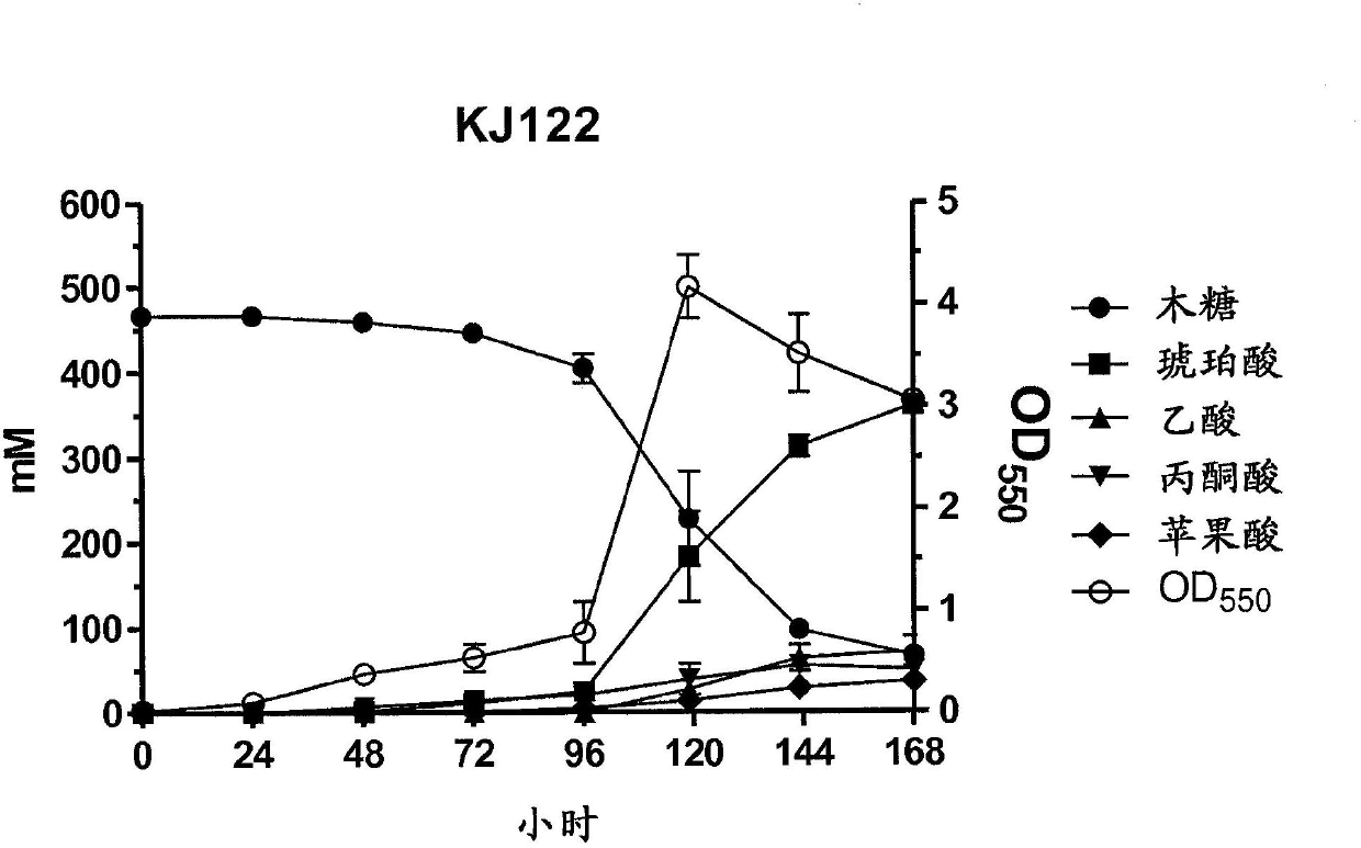 Metabolic evolution of escherchia coli strains that produce organic acids