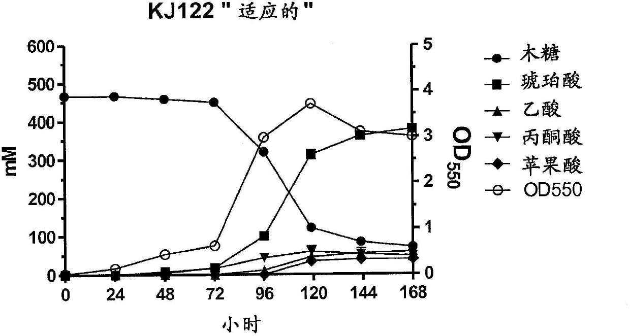 Metabolic evolution of escherchia coli strains that produce organic acids