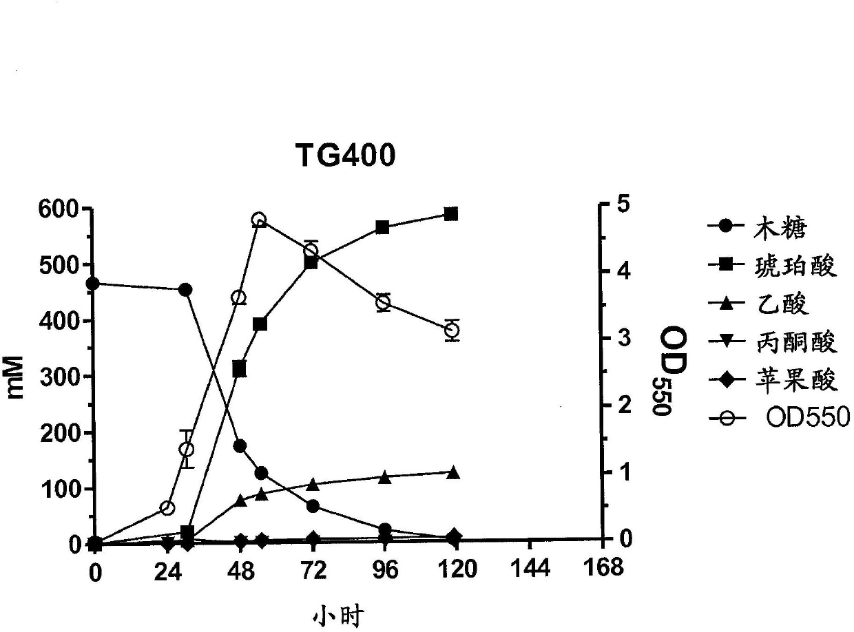 Metabolic evolution of escherchia coli strains that produce organic acids