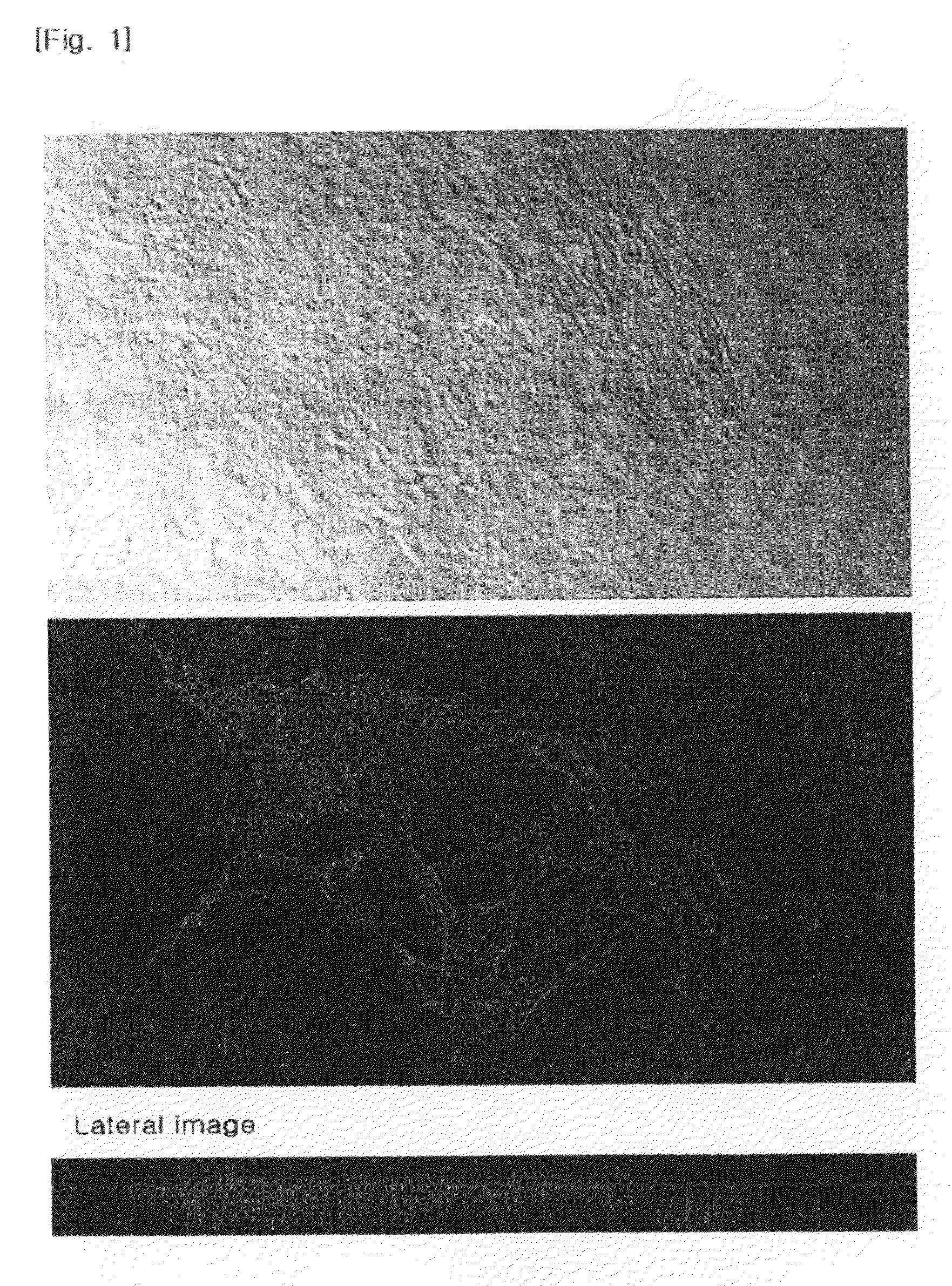 Process for isolating vascular endothelial cells from embryoid bodies differentiated from embryonc stem cells