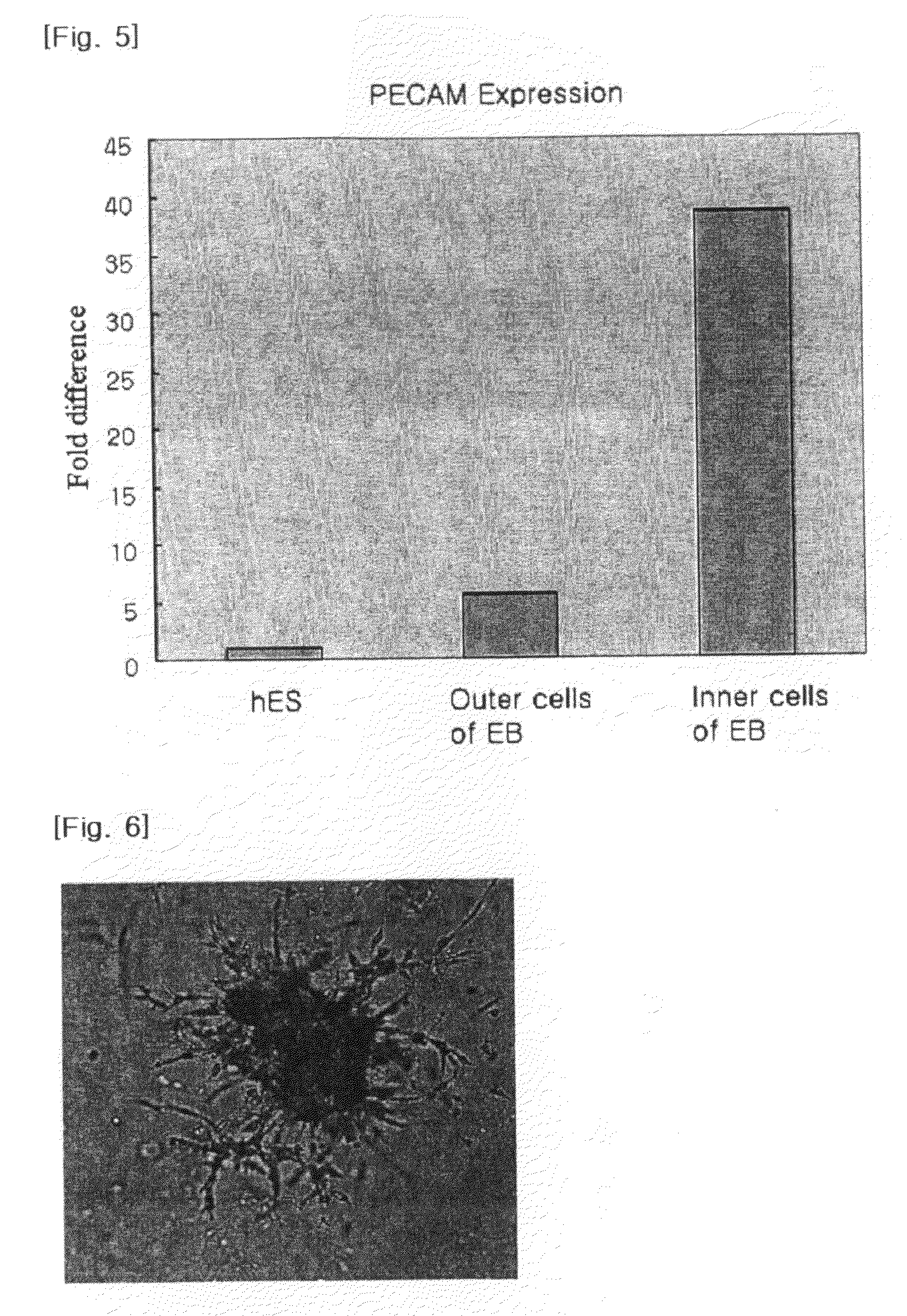 Process for isolating vascular endothelial cells from embryoid bodies differentiated from embryonc stem cells