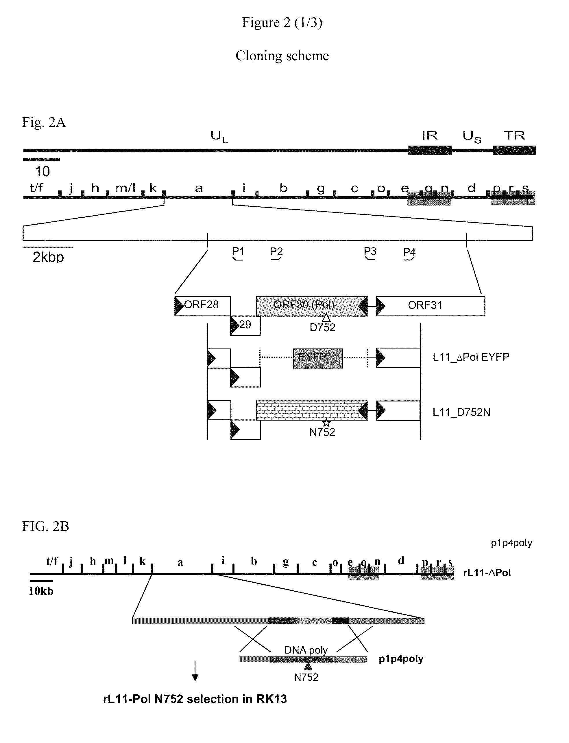 Recombinant equine herpesvirus-1 vaccine containing mutated glycoprotein C and uses thereof