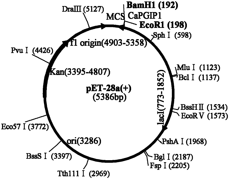 Polygalacturonase arrestin gene CaPGIP1 and disease resistance technology thereof