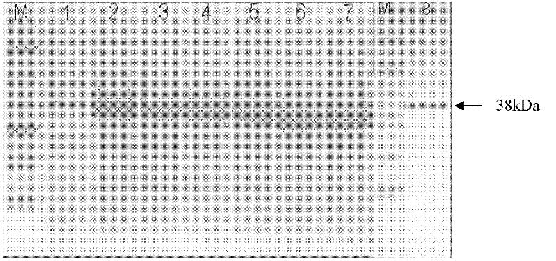 Polygalacturonase arrestin gene CaPGIP1 and disease resistance technology thereof