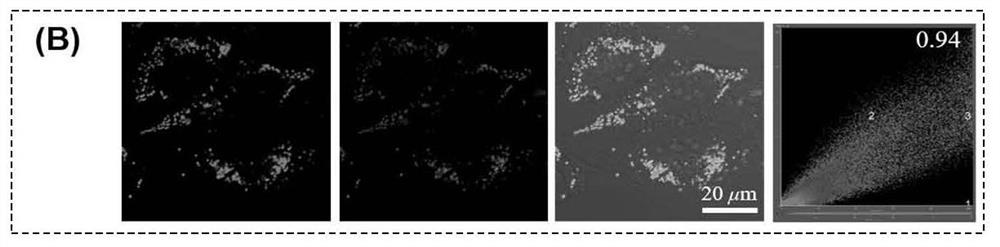 Singlet oxygen type photosensitizer material with aggregation-induced emission property as well as preparation method and application of singlet oxygen type photosensitizer material