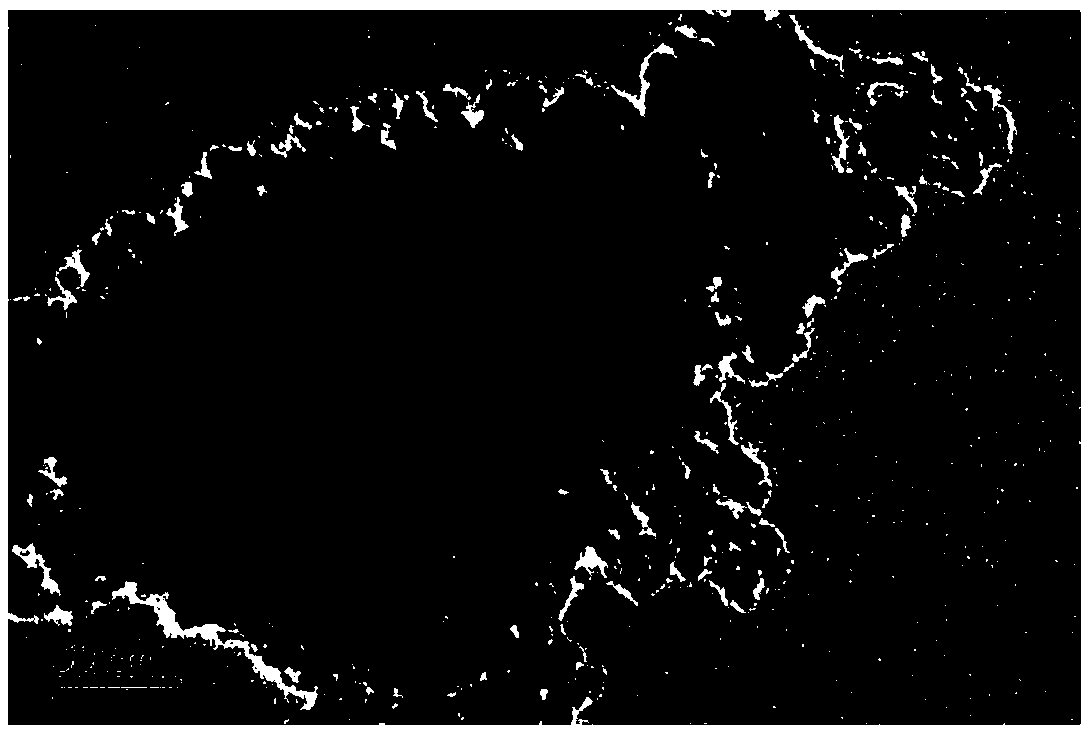 Sodium ion battery negative electrode material