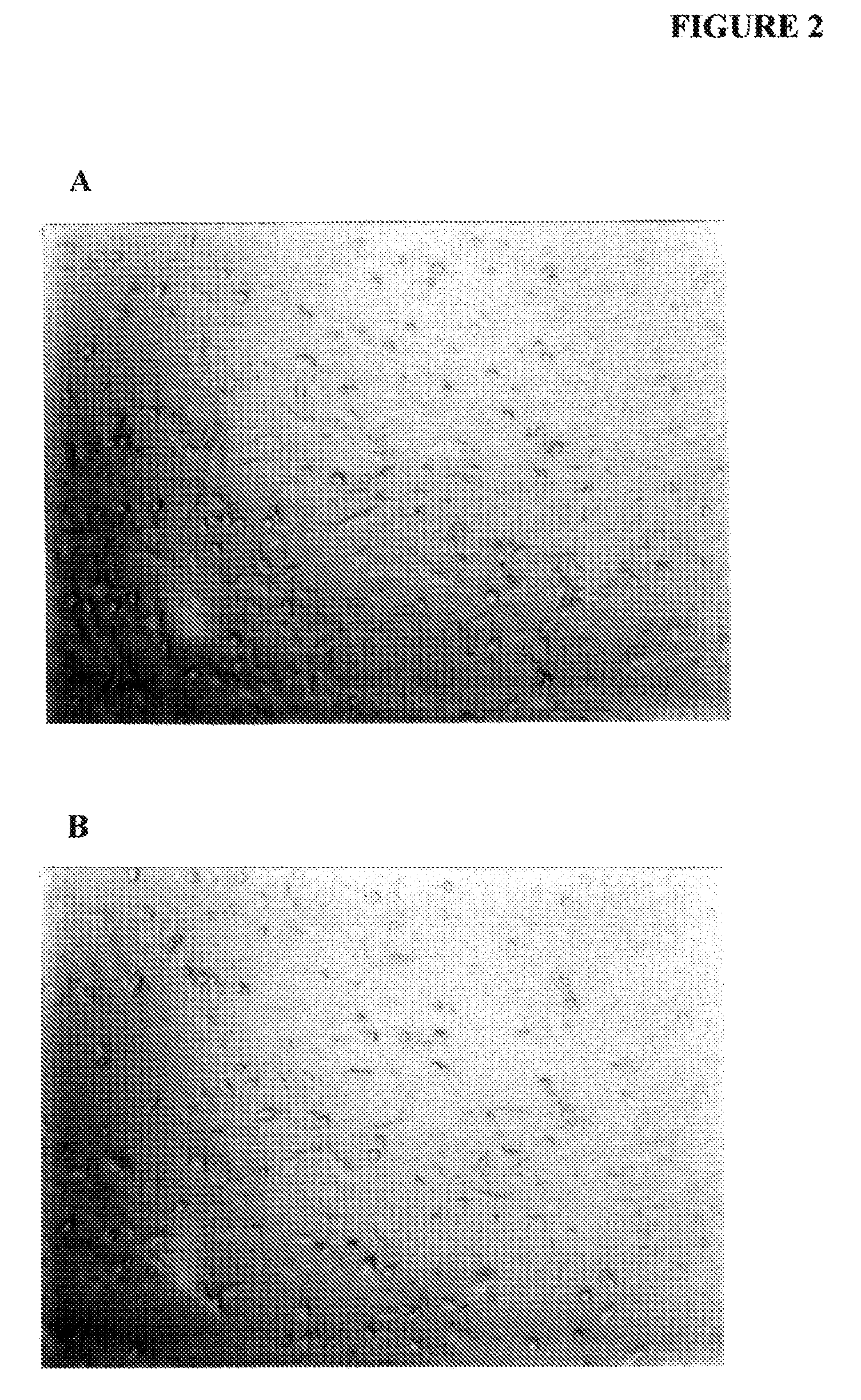 Use of alkaline phosphatase to maintain healthy tissue mass in mammals