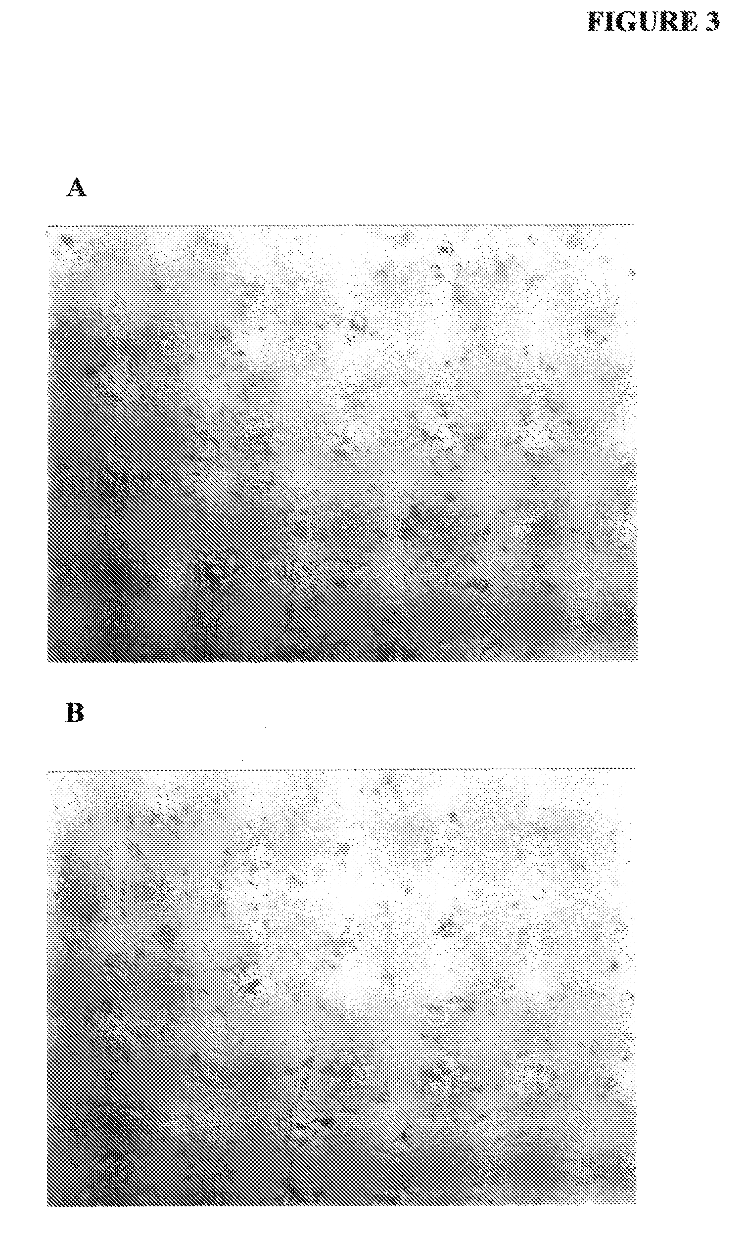 Use of alkaline phosphatase to maintain healthy tissue mass in mammals