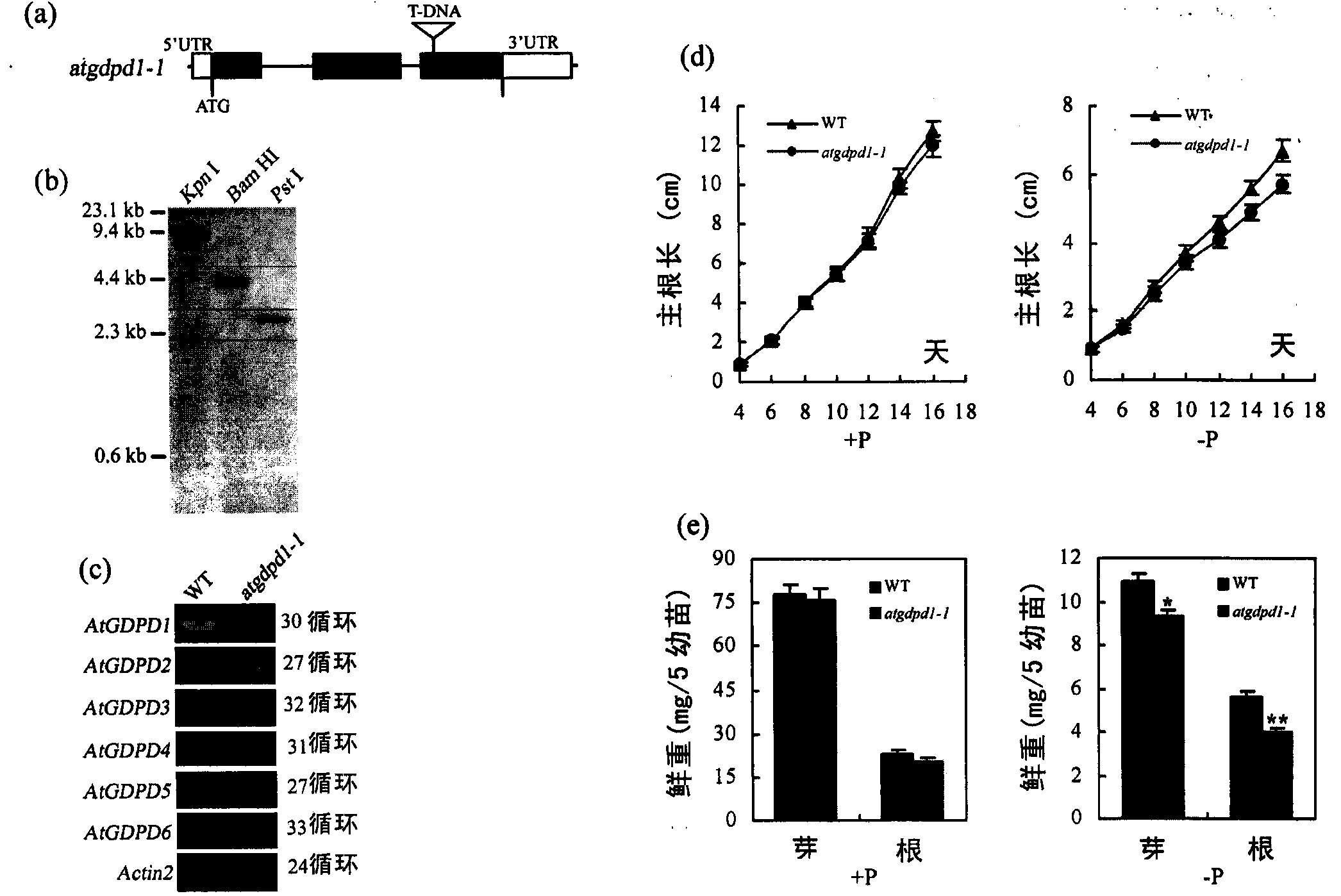 Low-phosphorus resistant gene and application thereof