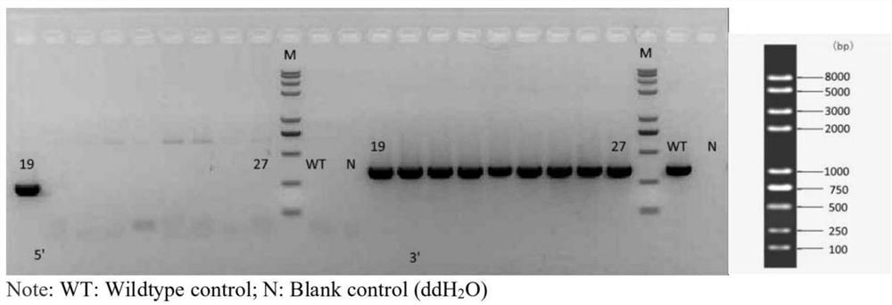 Il21 gene knockout mouse model as well as construction method and application thereof