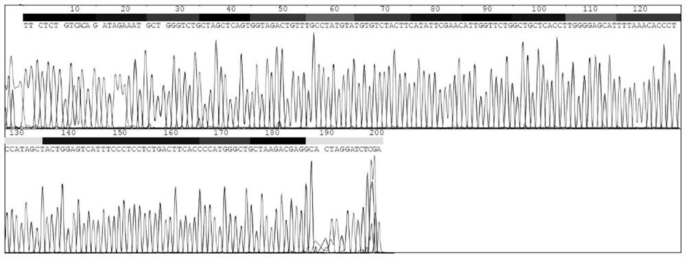 Il21 gene knockout mouse model as well as construction method and application thereof