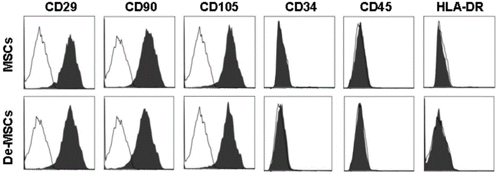 Culture method of marrow dedifferentiated mesenchymal stem cell