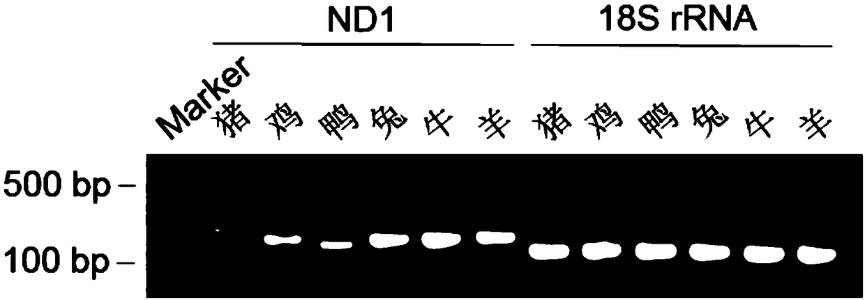 Real-time quantitative PCR method for detecting components of meat product