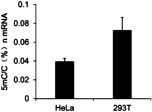 Library construction method and application of rna 5mC bisulfite sequencing