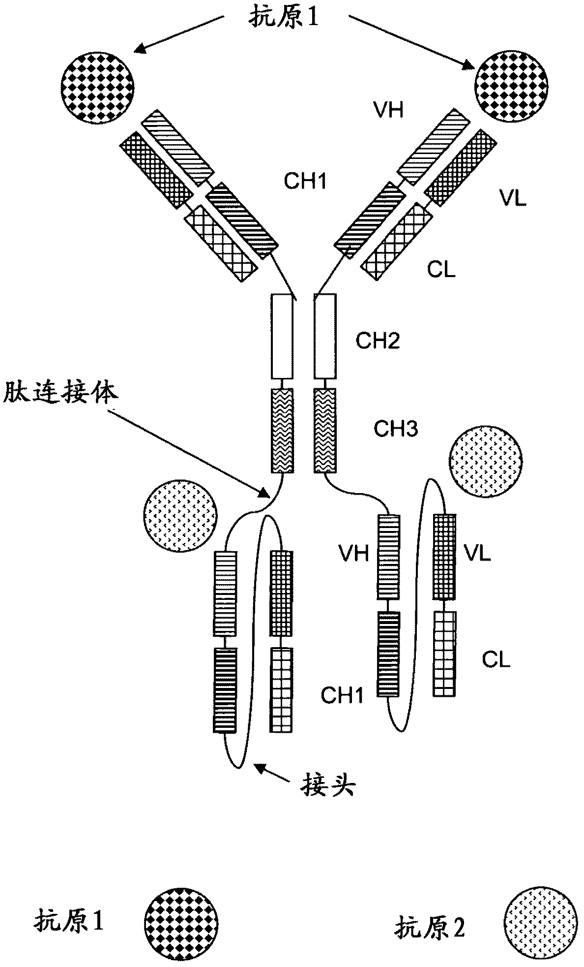 Multispecific antibodies comprising full length antibodies and single chain fab fragments