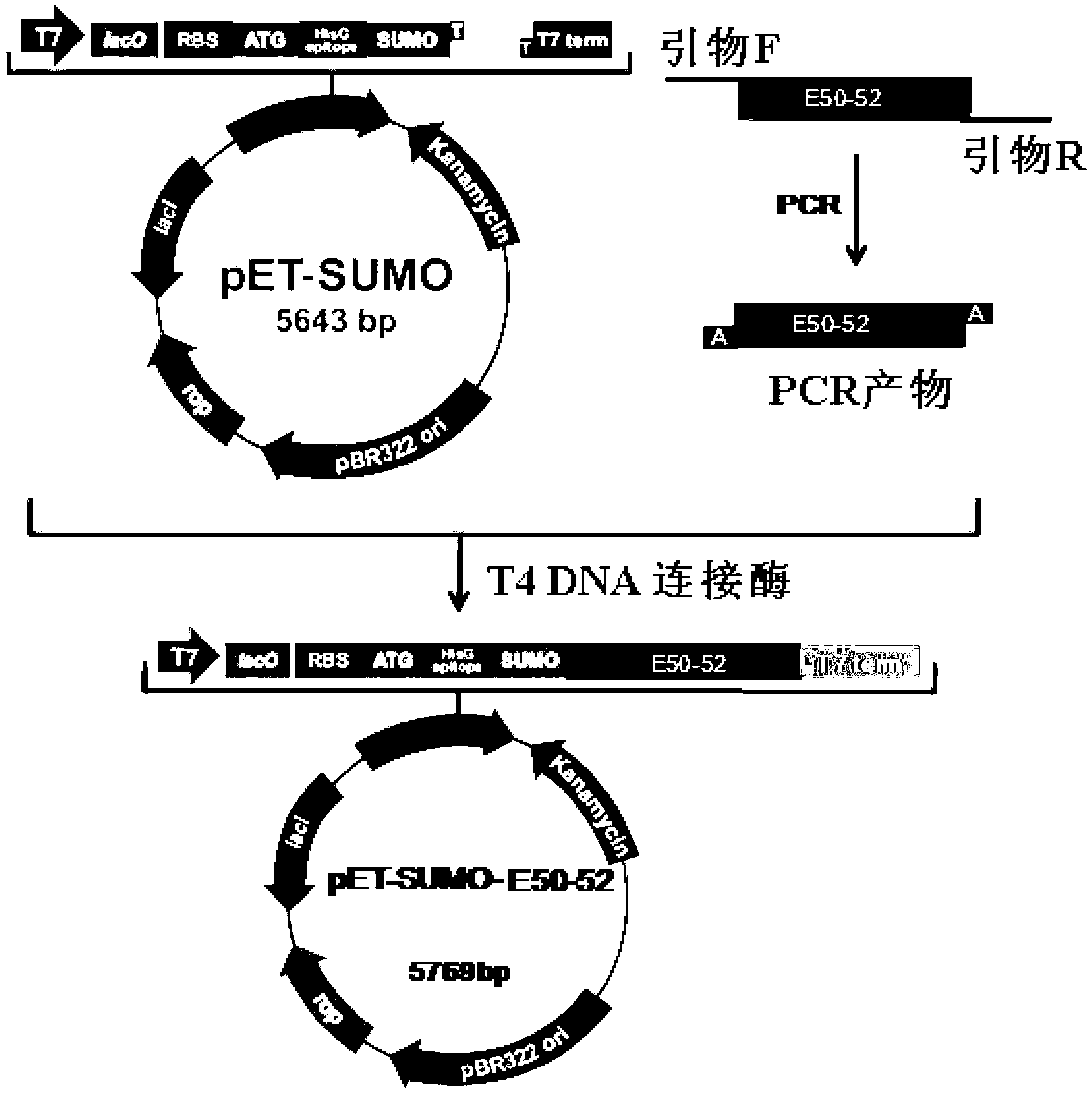 Genetically engineered bacterium for efficiently expressing recombinant bacteriocin and construction method and application thereof