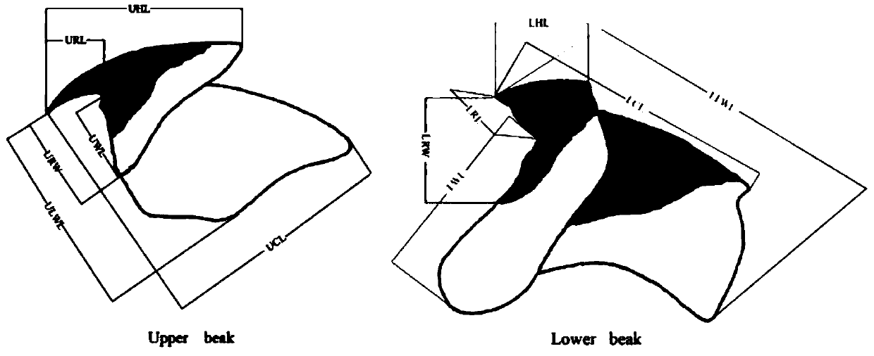 Method for measuring and calculating individual growth and sexual maturity of sthenoteuthis oualaniensis in South China Sea on basis of beak forms