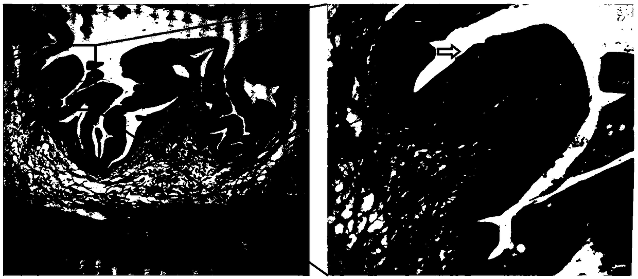 Compound micro-ecological preparation for aquaculture and feed