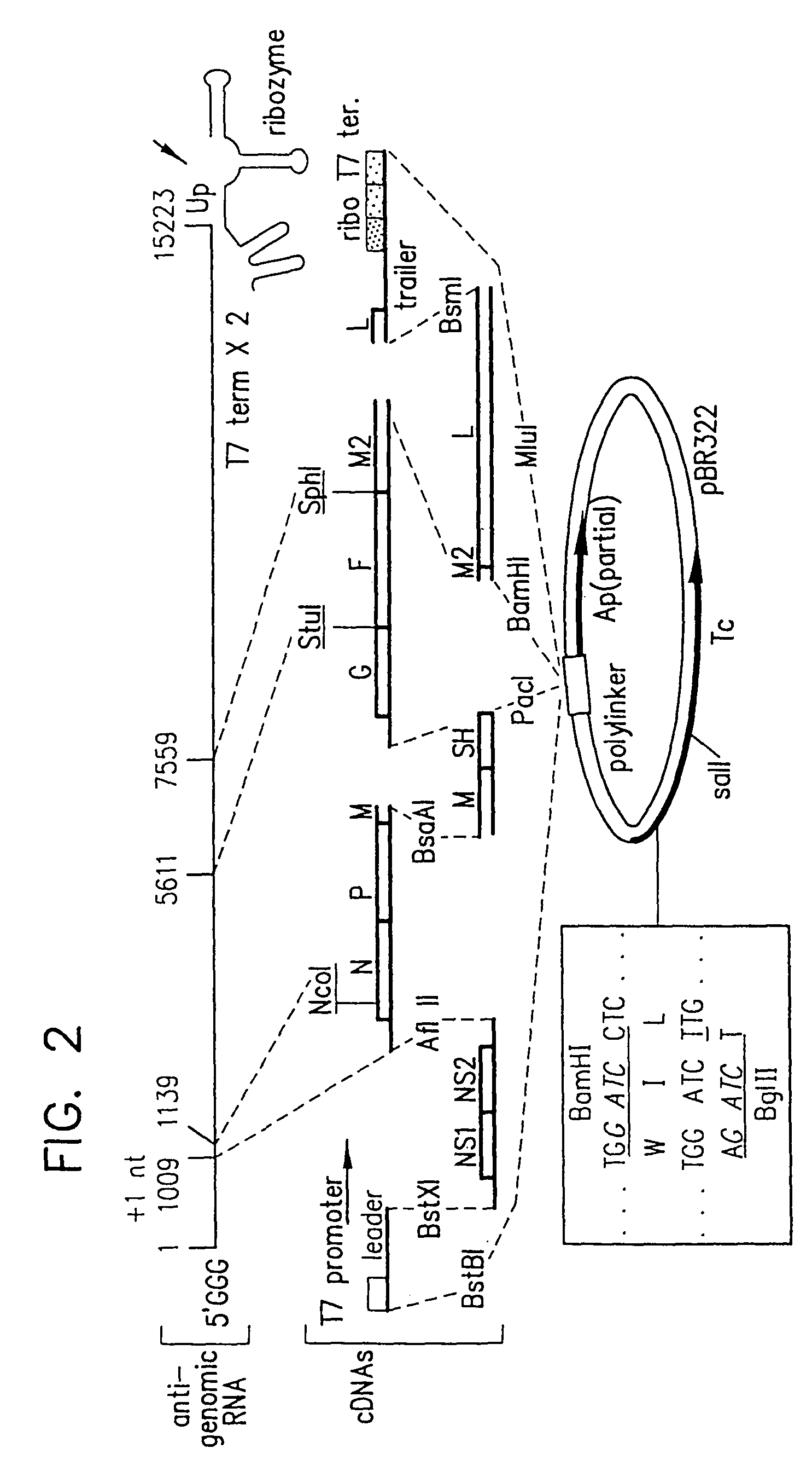 Attenuated chimeric respiratory syncytial virus