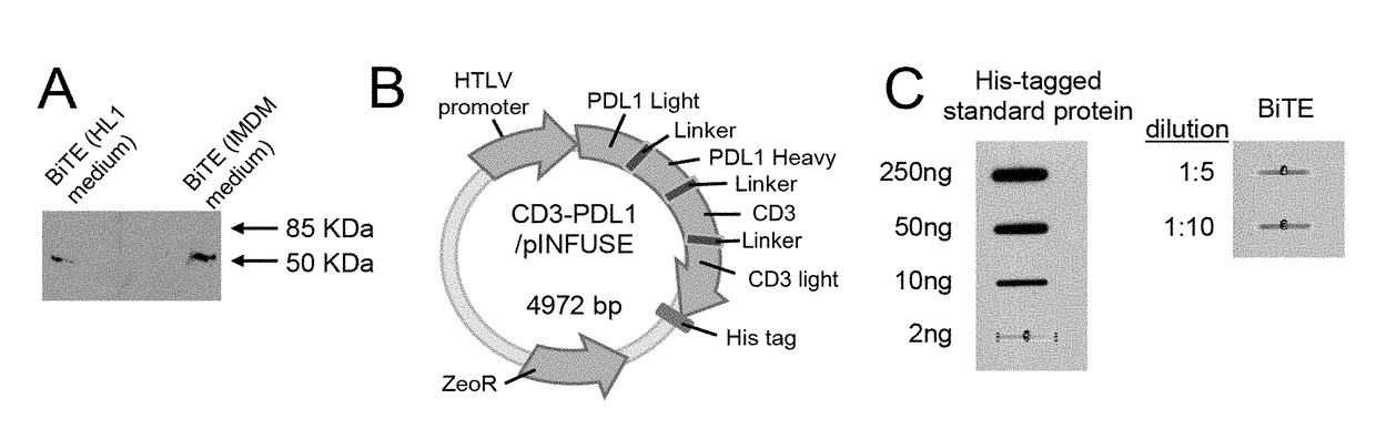 Recombinant bi-specific polypeptide for coordinately activating tumor-reactive t-cells and neutralizing immune suppression