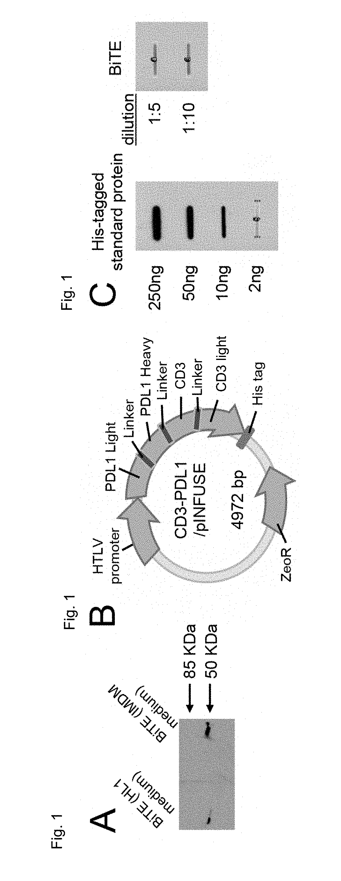 Recombinant bi-specific polypeptide for coordinately activating tumor-reactive t-cells and neutralizing immune suppression