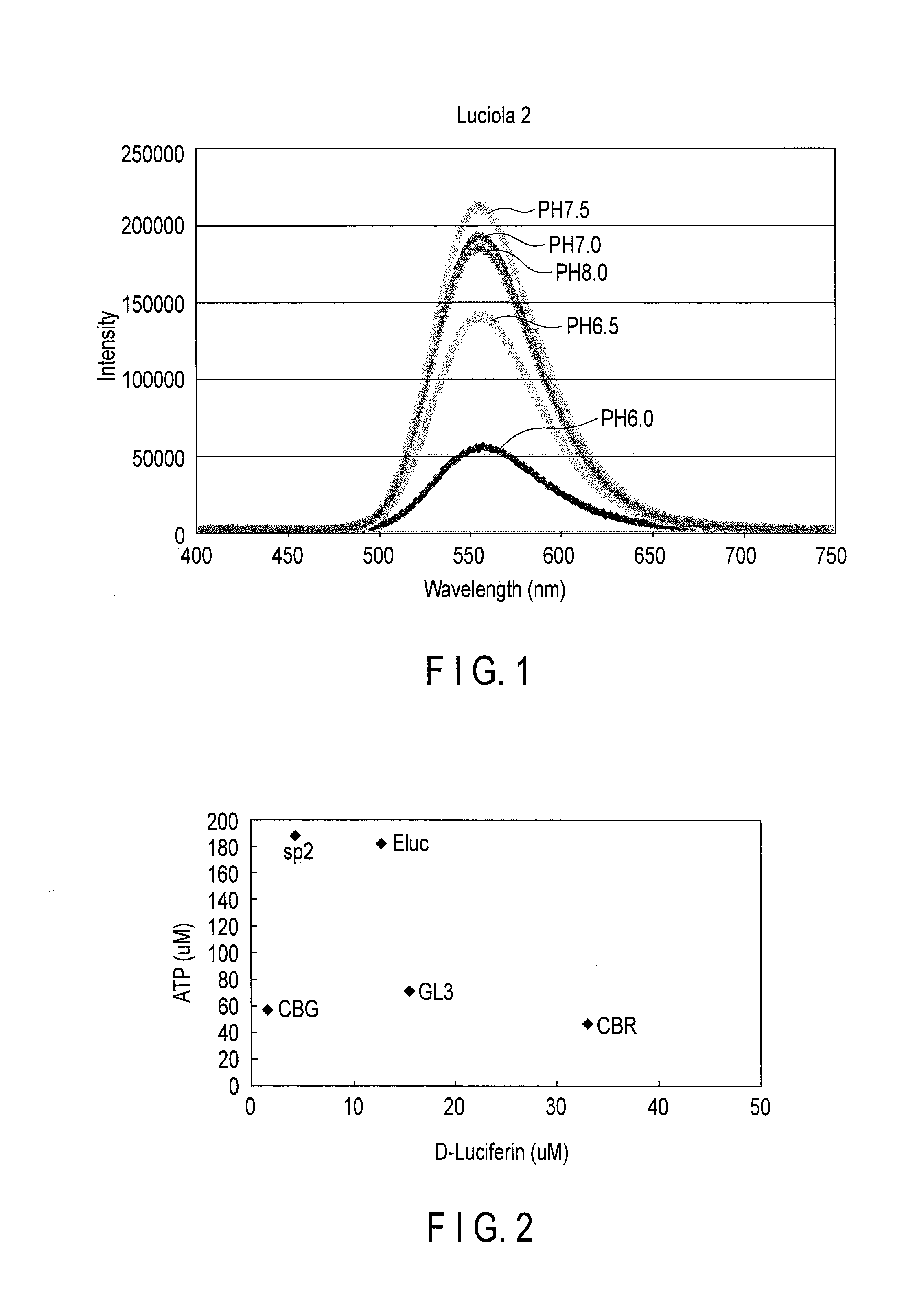 Firefly luciferase