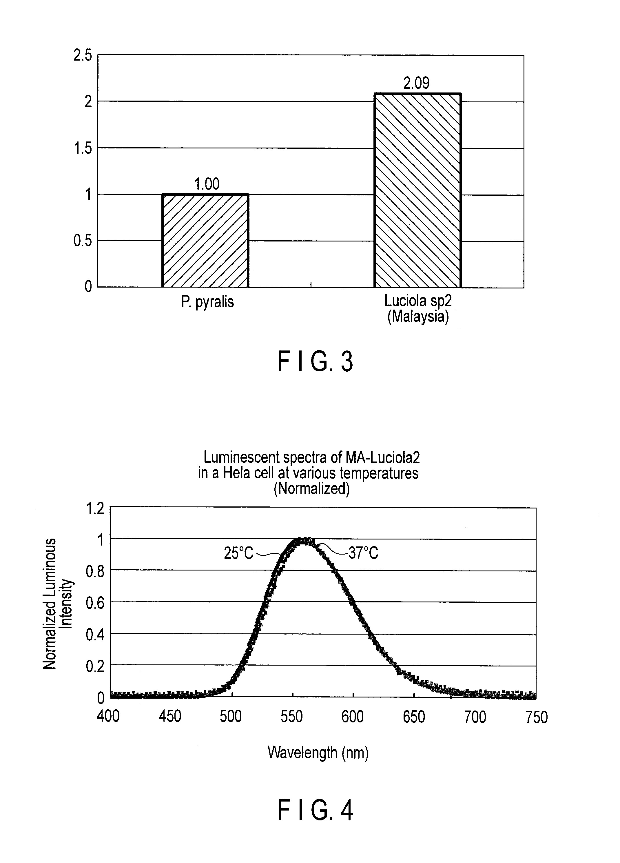 Firefly luciferase