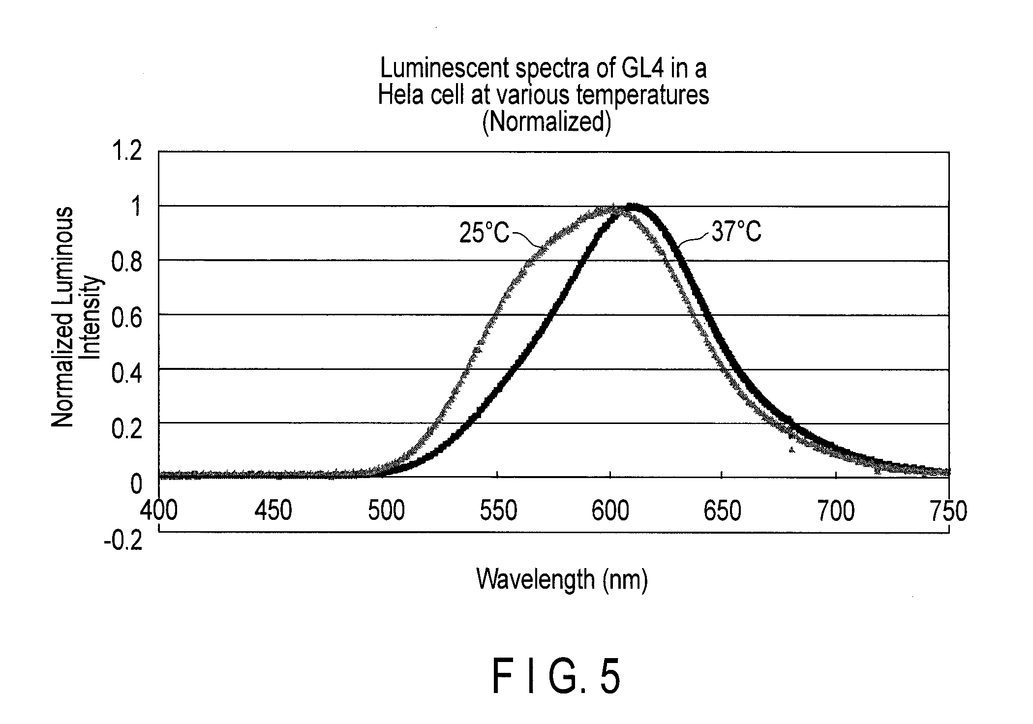 Firefly luciferase