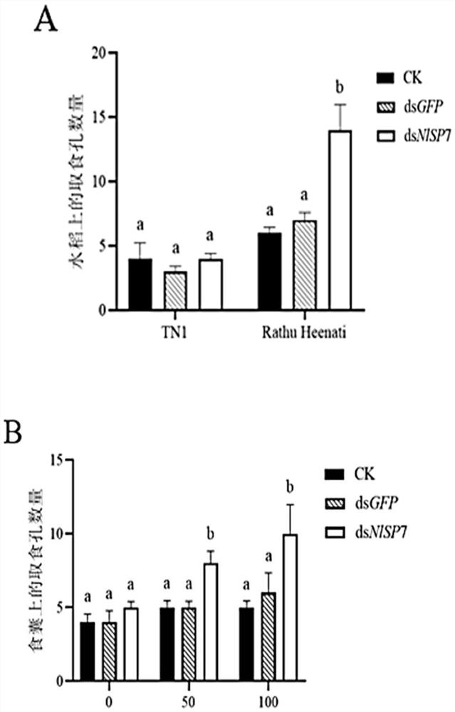 Application of nilaparvata lugens NLSP7 as target in prevention and control of nilaparvata lugens