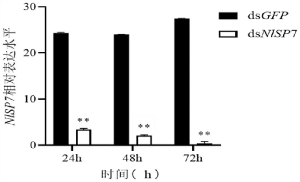 Application of nilaparvata lugens NLSP7 as target in prevention and control of nilaparvata lugens