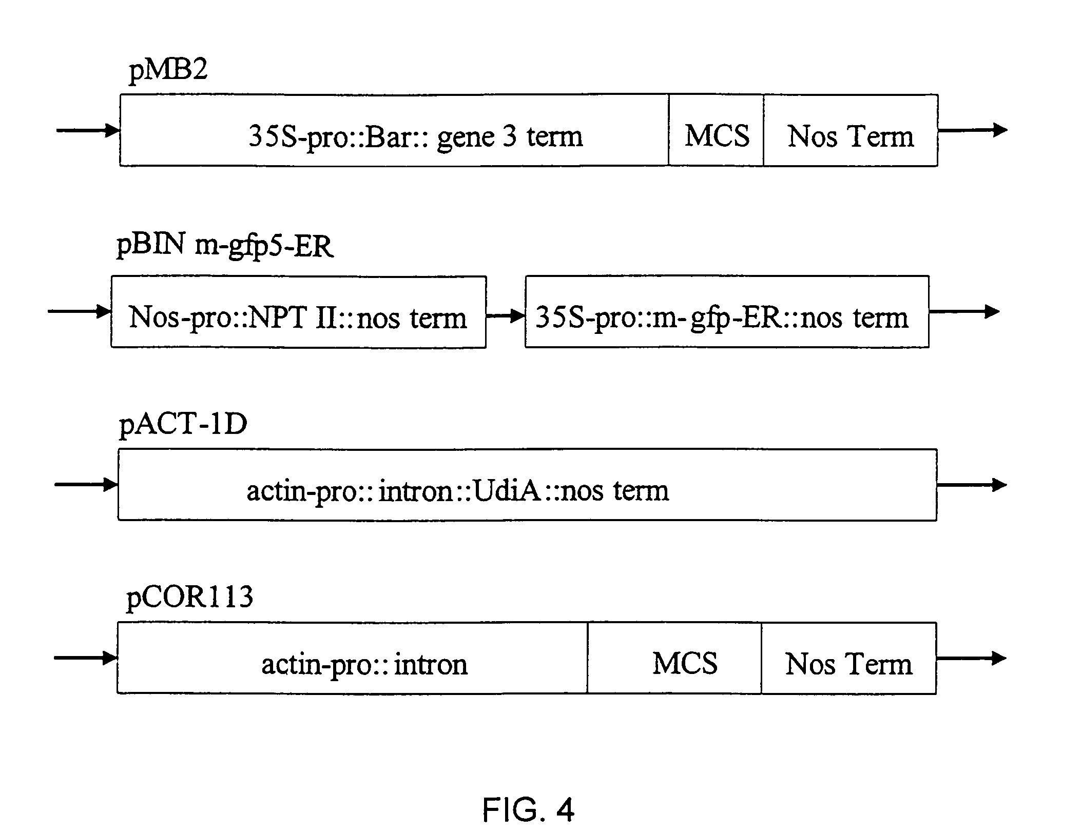 Process for inducing direct somatic embryogenesis in immature scutella cells of pooideae, and rapidly regenerating fertile plants