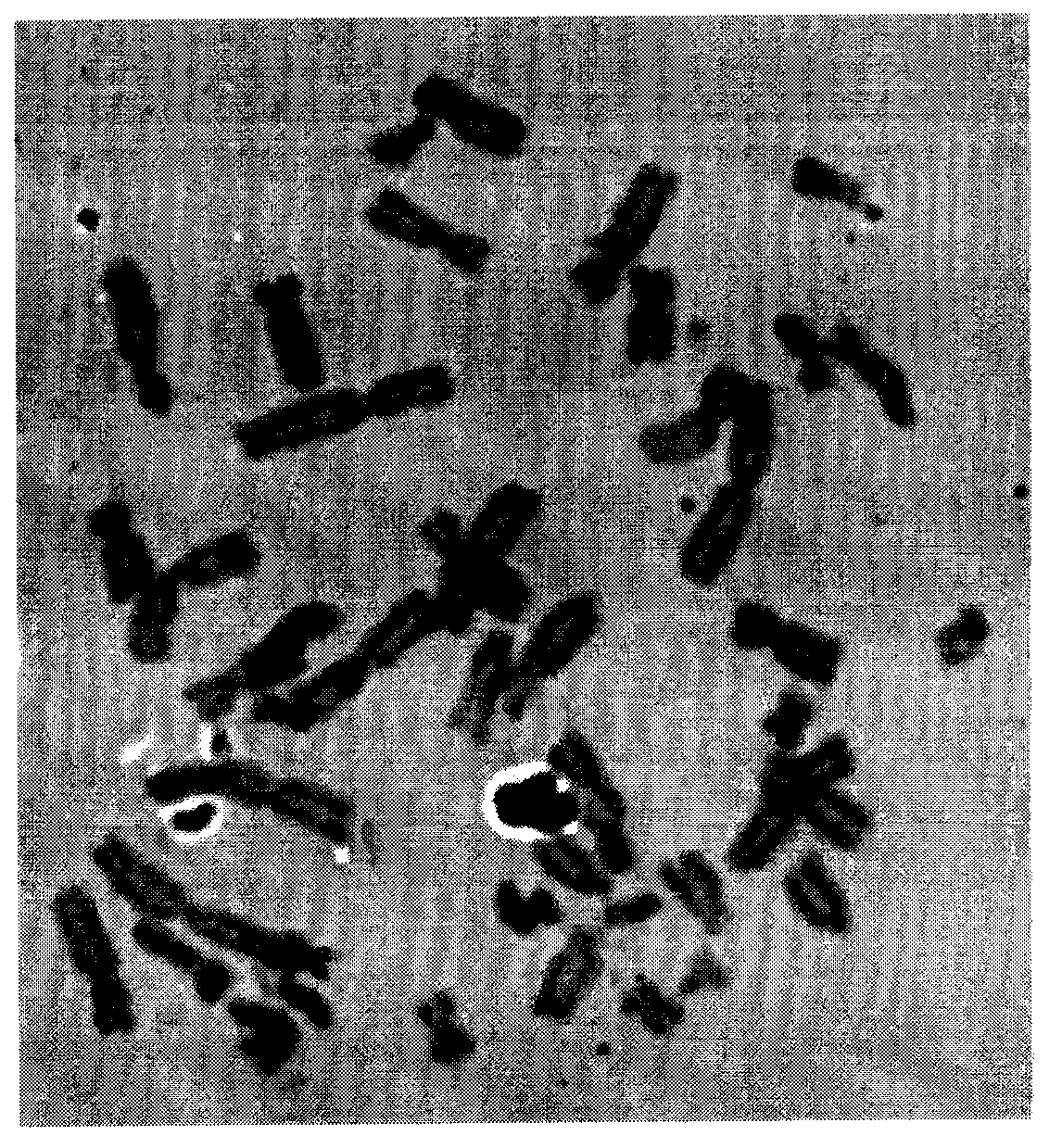 Method for rapidly preparing prematurely condensed chromosomes of human peripheral blood lymphocytes