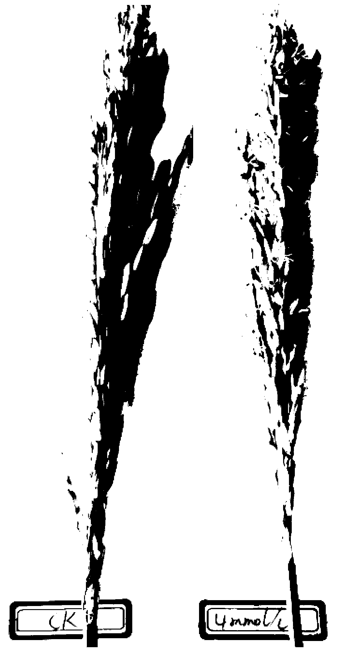 Method for improving test-crossing and back-crossing efficiency during breeding process of hybrid rice