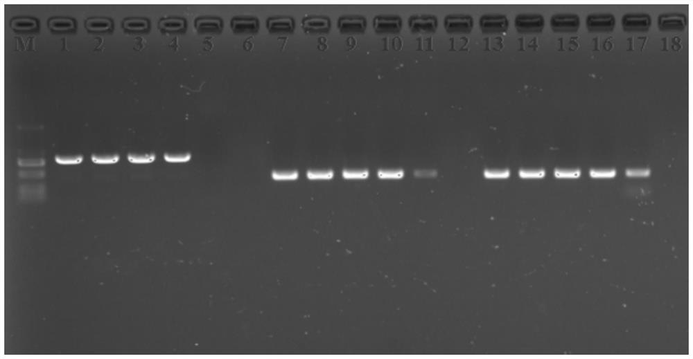 Nested PCR reagents and detection system for detecting pear pollen pear fire blight bacteria