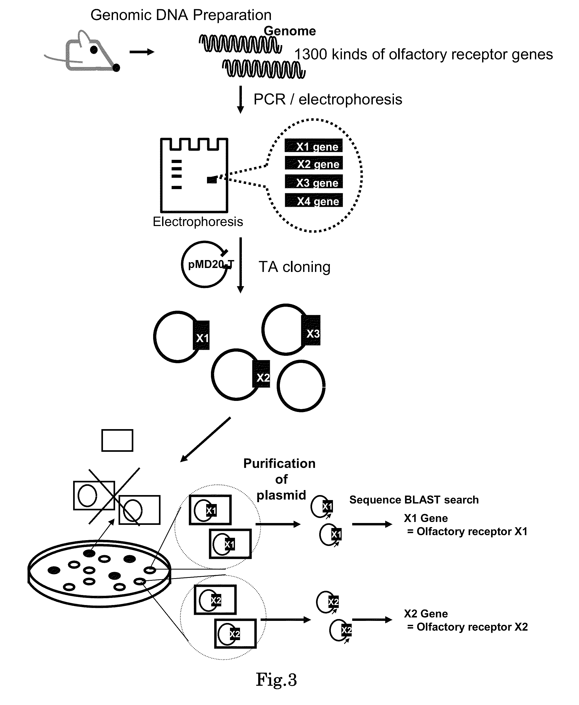 Method for identifying olfactory receptor included in one olfactory cell