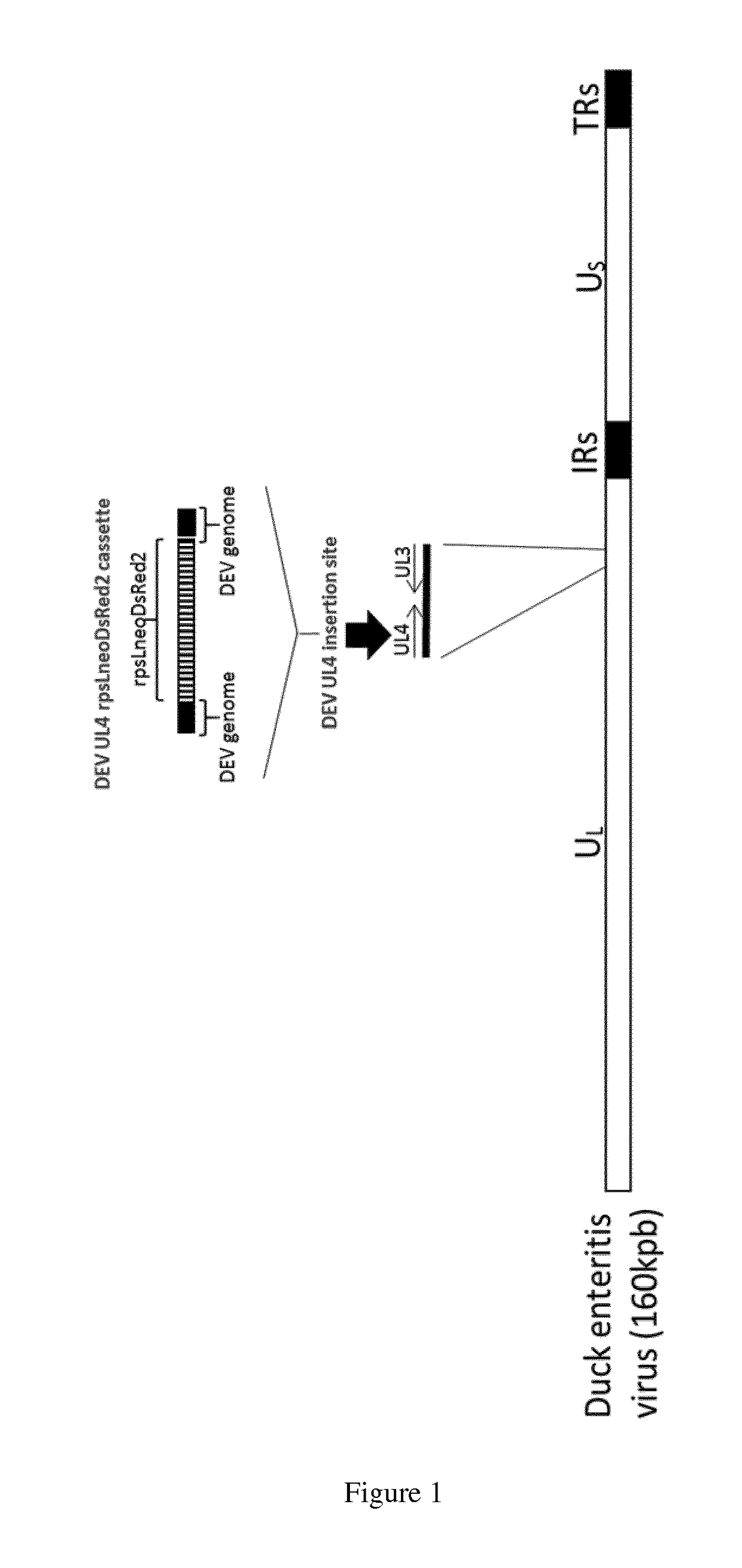 Duck enteritis virus and the uses thereof