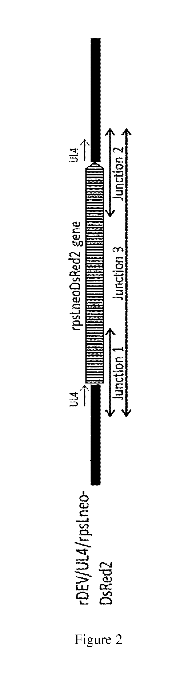 Duck enteritis virus and the uses thereof